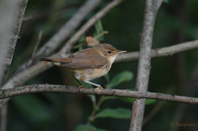 Reed Warbler / Acrocephalus scirpaceus / Rrsngare