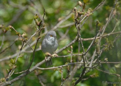 Barred Warbler / Sylvia nisoria / Höksångare