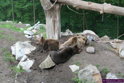 IMG_5220.jpg