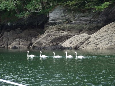 A family of swans passing Alcina