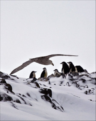 Antarctica 2007