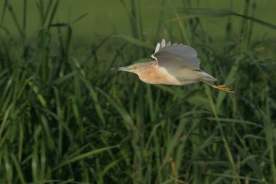 Squacco heron