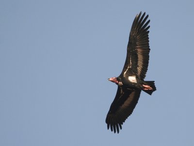 black vulture