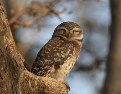 spotted owlet