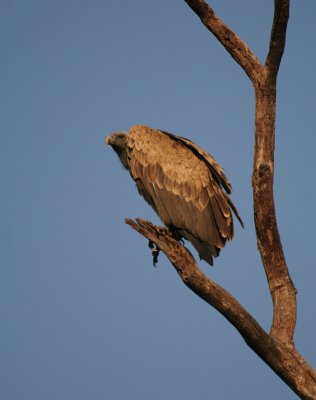 long-billed vulture