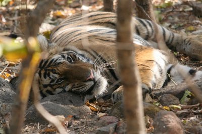 Indian Wildlife 2006