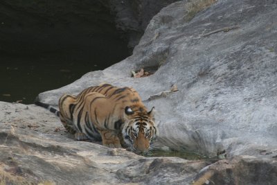 tiger