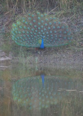 peafowl