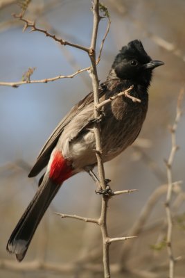 red-vented bulbul