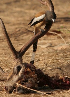 rufous treepie