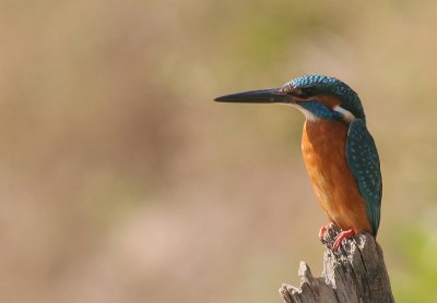 kingfisher