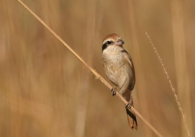 brown shrike