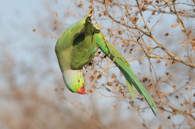 large indian parakeet