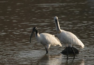 spoonbill & white ibis