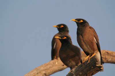 indian myna