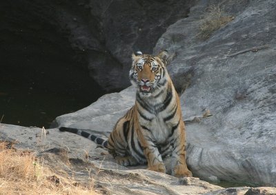 tiger