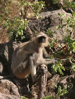 blackfaced langur