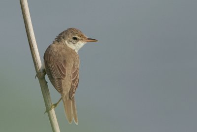 Reed warbler