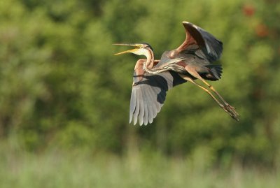 purple heron