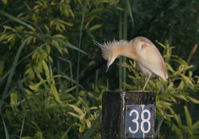 squacco heron