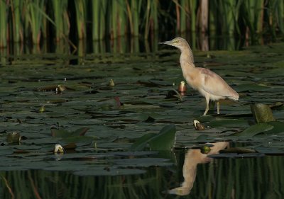 squacco heron