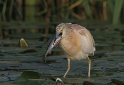 squacco heron