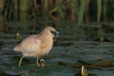 squacco heron