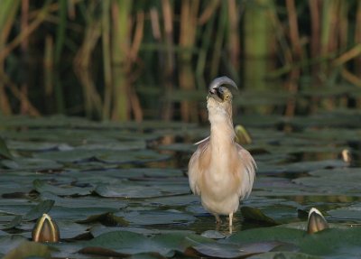 squacco heron