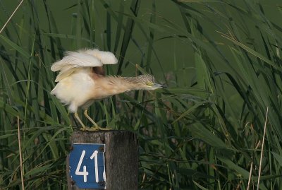 squacco heron