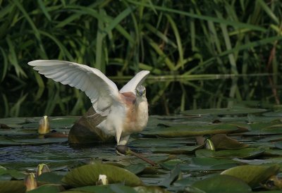 squacco heron