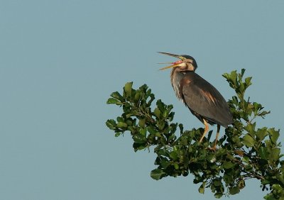 purple heron