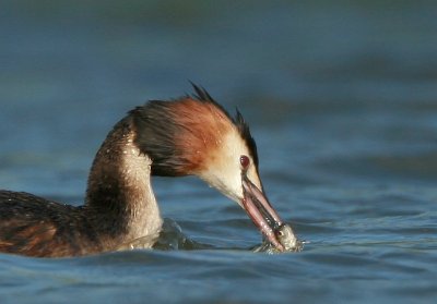 great_crested_grebe