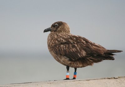 the oldest great skua?