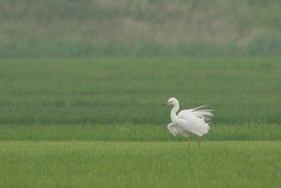 Common Egret