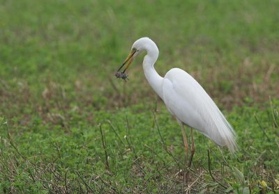 Common Egret