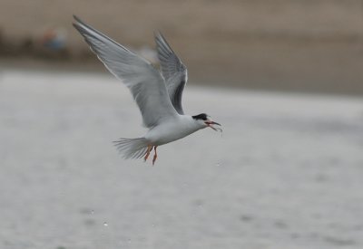 common tern