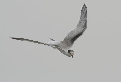 common tern