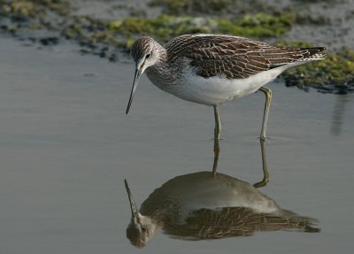 Greenshank