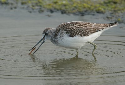 Greenshank