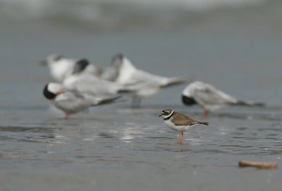 ringed plover