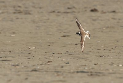 ringed plover