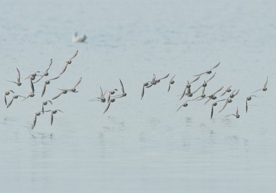 ringed plover