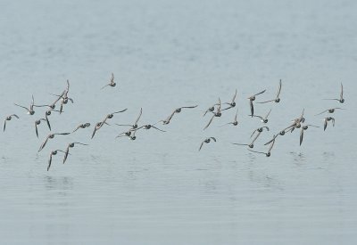 ringed plover