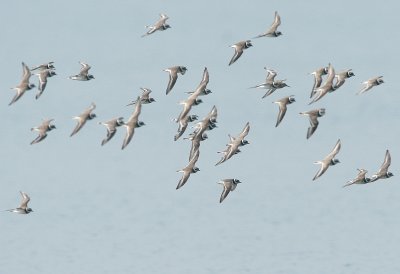 ringed plover