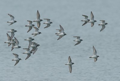 ringed plover