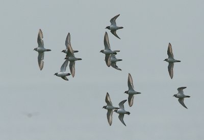 ringed plover