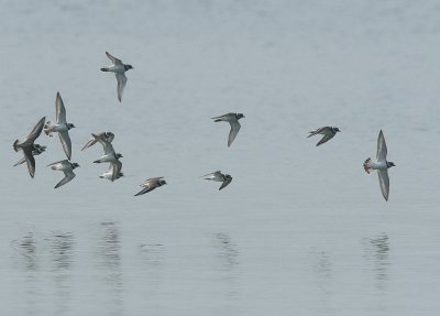 ringed plover