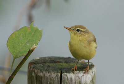 willow warbler