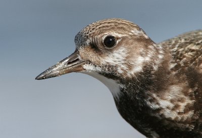 turnstone