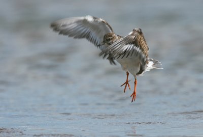 turnstone